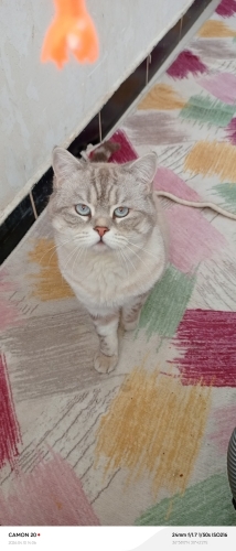 Ücretsiz sahiplendirilecektit fotoğraf