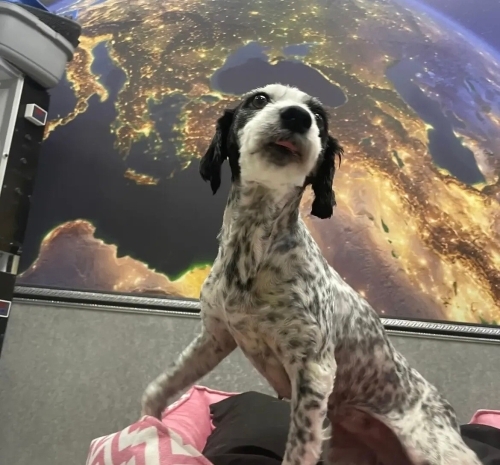 ÜCRETSİZ SAHİPLENDİRME fotoğraf