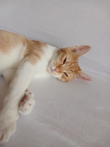 BAL GİBİ TATLI YAVRUYA YUVA fotoğraf