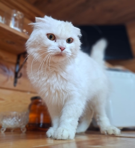 dişi, scottish, fotoğraf