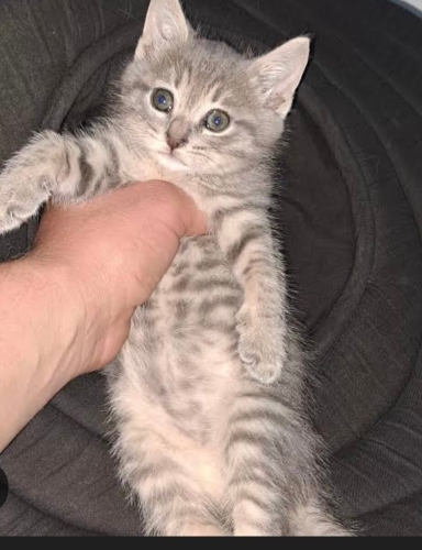 Küçük cins kedi gri fotoğraf