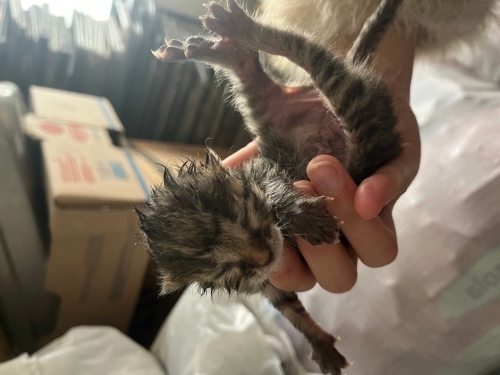 4 tane yavru kedi fotoğraf