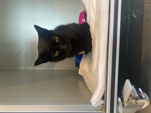 Böbrek yetmezliği yuvaya ihtiyacı var fotoğraf