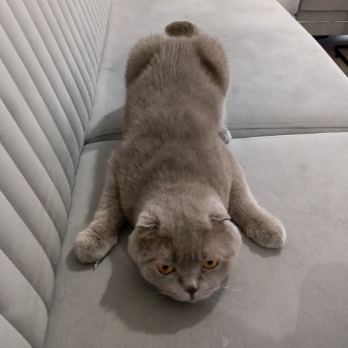 5 YAŞINDA ERKEK KISIRLAŞTIRILMIŞ SCOTTİSH EVLENECEĞİM İÇİN SAHİPLENDİRİYORUM fotoğraf