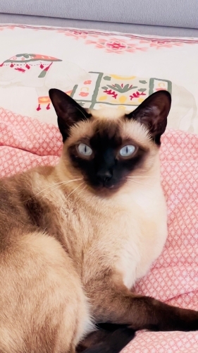 Sütlaça yuva arıyoruz. fotoğraf