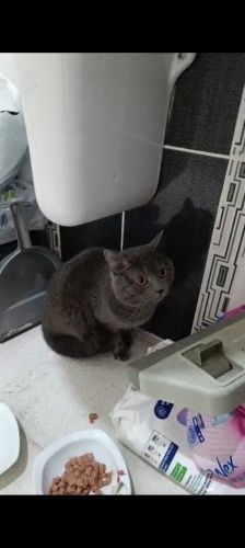 Çok uysal, sokağa atılmıştı acil yuva arıyoruz fotoğraf