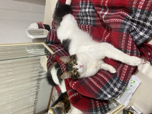 7-8 aylık dişi kedi fotoğraf