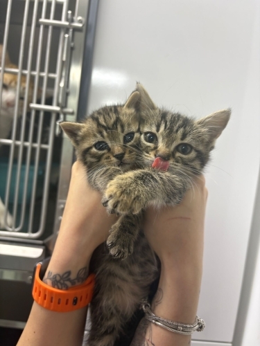 İKİZ DİNGİLLER YUVA ARIYOR fotoğraf