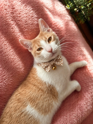 Ölümden Kurtuldu Sokağa Dönmesin fotoğraf