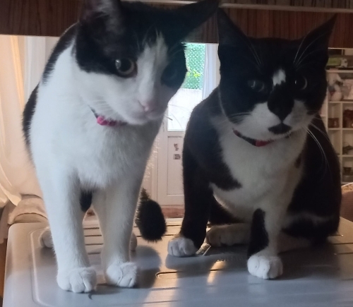 Bize sıcak bir yuva fotoğraf