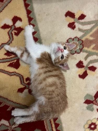 Oyuncu, konuşkan, mırmır bir bal kız fotoğraf