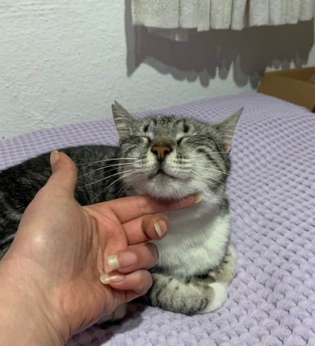 Evden atılmış bir can Judy kız fotoğraf