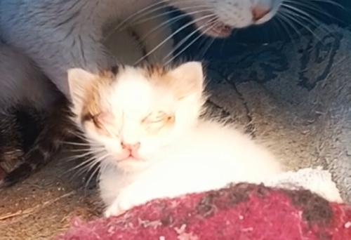 Henüz 16 günlük ve iki gözü de kör😢 Asla sokakta yapamaz, insan dostunu arıyor fotoğraf