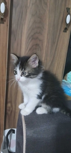 Küçük surat ın yuvasi olurmusunuz fotoğraf