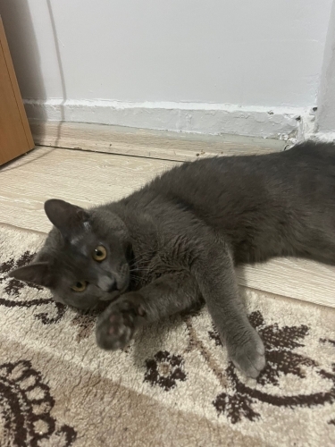 Pati Severlere Aşırı oyuncu, enerjisi hiç bitmiyor ve insanlarla arası çok iyi. fotoğraf