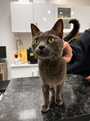 BAHÇEMİZE TERK EDİLEN RUSSIAN BLUE EVLADA ÖMÜRLÜK YUVA fotoğraf