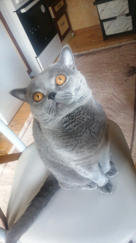 Dört Ayaklı Bir İngiliz Beyefendisiyle Tanışmaya Hazır Mısınız?" fotoğraf