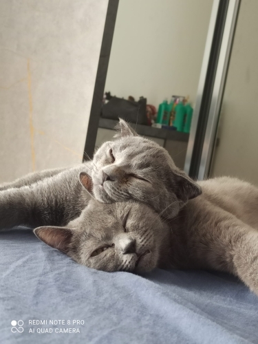 İki kardeşi ayırmadan sahiplenecek yuva fotoğraf