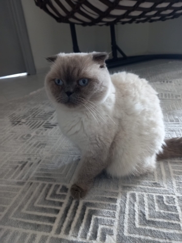 Ömürlük yuva prensese fotoğraf