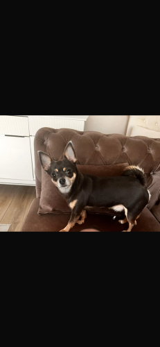 Sevgi delisi Mocha fotoğraf