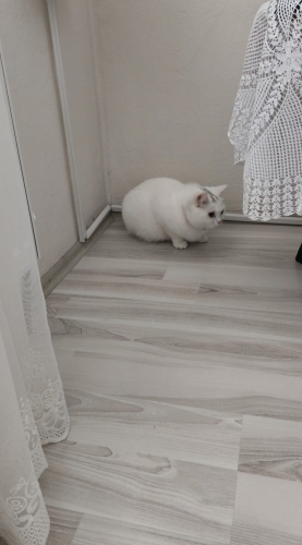 Minik dişi yavruya yuva arıyoruz fotoğraf