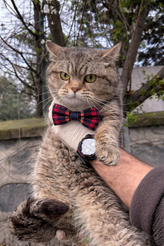 Erkek kısır barınaga terk fotoğraf