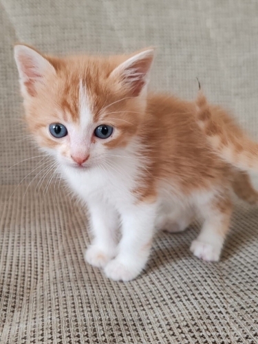 Ücretsiz 1 aylık erkek ev kedisi fotoğraf