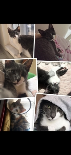 Sahibinden acil fotoğraf