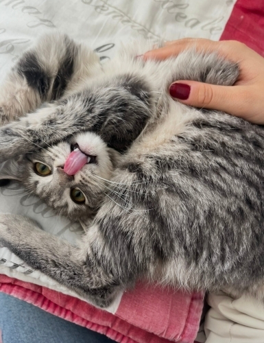 İnanılmaz oyuncu ve tatlıdır. fotoğraf