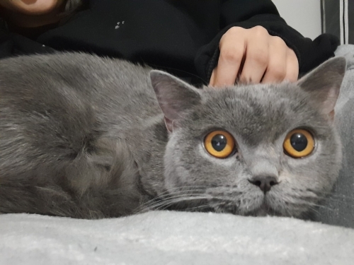 Sevecen bu yavruya yuva olurmusunuz fotoğraf