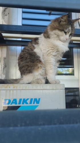 Acil yuva! Sokaga atilmis! fotoğraf