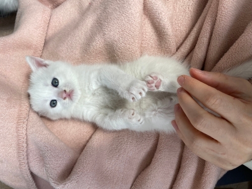 Çok akıllı anne ve beyaz bebeği birlikte yuvalansın fotoğraf