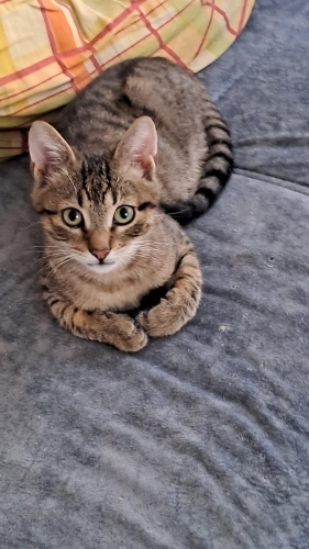 Dünya tatlısı başka kedilerle uyumlu fotoğraf