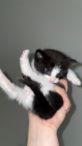 şirin bebek kedimiz ömürlük yuvasını arıyor. fotoğraf