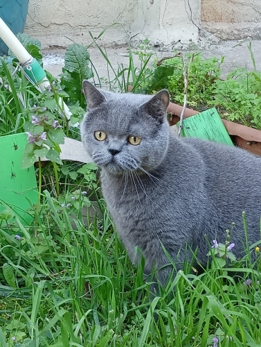 Ücretsiz sahiplendiriyorum British shorthair. Kısır aşıları tam. Çok uysal fotoğraf