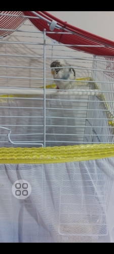 Bulut acil kalıcı yuva ariyoruz fotoğraf