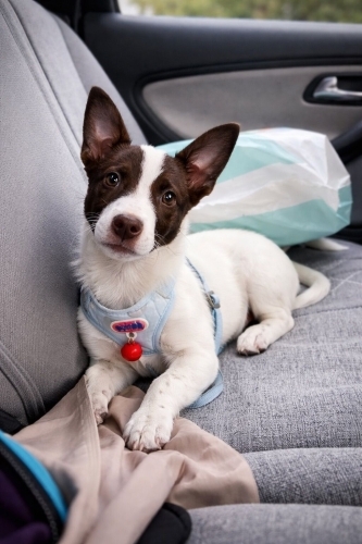 Acil Ankara yuva fotoğraf