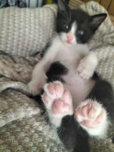 Minicik Pandiş Bebişe Yuva Arıyoruz fotoğraf