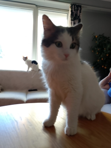 Çok uysaldır bacağında platin var fotoğraf