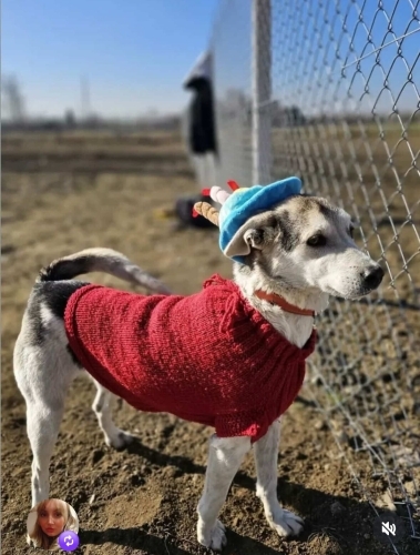 Kısır, erkek, tuvalet eğitimi var, sakin fotoğraf