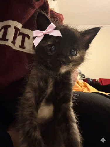 Hayat Dolu Çocuğumuz Bibere Yuva Arıyoruz fotoğraf