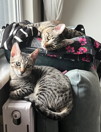 Oyuncu Bebekler İstanbul’da Yuva Arıyor fotoğraf