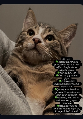 Bu Cana Yakın Güzel Yavruya Ömürlük Yuva Aranıyor fotoğraf