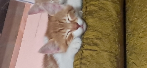 Sahiplendirme ilanı fotoğraf