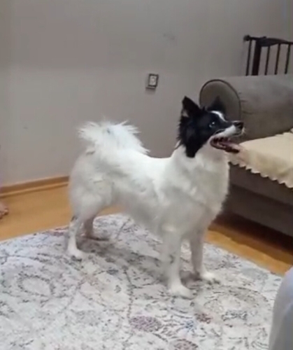 özel sebeplerden dolayı acil yuva aranıyor fotoğraf