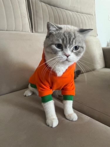 Asil 2 yaşında kısır ücretsiz fotoğraf