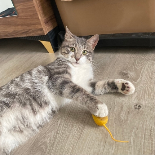 Küçük Kurbağaya Ömürlük Yuva Arıyoruz fotoğraf