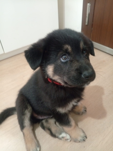 Alman Kurdu Kırması İki Aylık fotoğraf