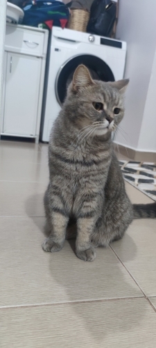 sevimli ev kedisi fotoğraf