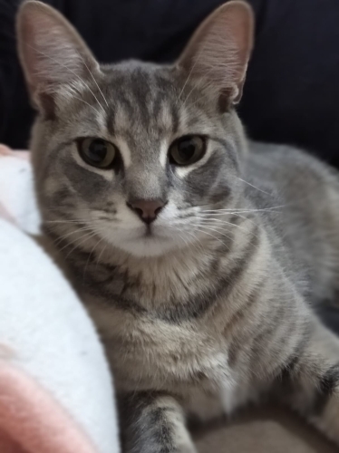 📍 İSTANBUL – GECE İÇİN YUVA ARANIYOR 🐾 fotoğraf